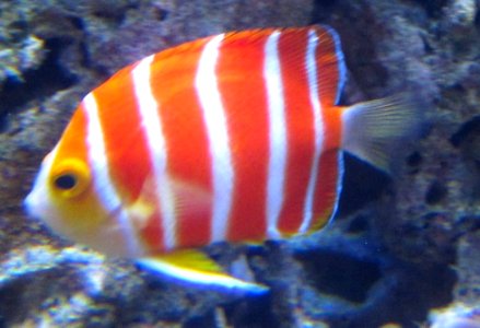 Peppermint Angelfish (Paracentropyge boylei), Waikiki Acquarium