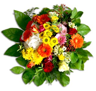 Gerbera chrysanthemums roses