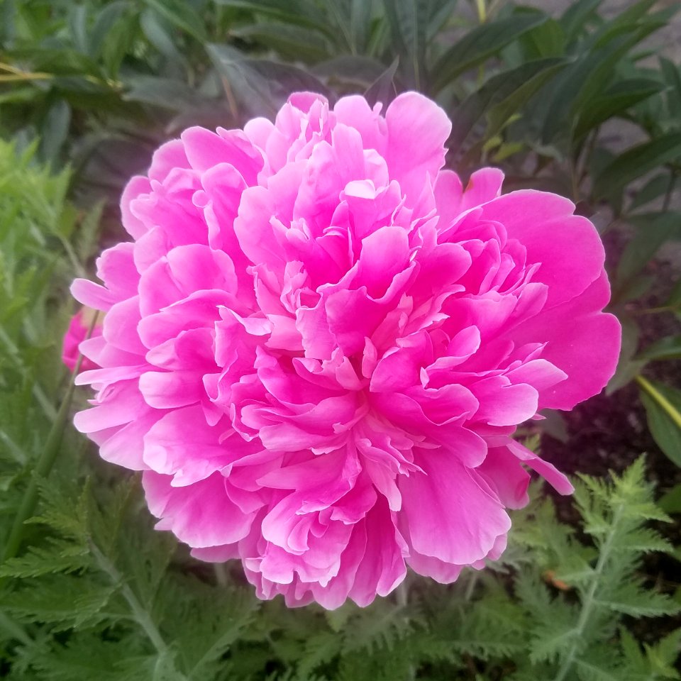Peony 01 - Arlington, MA