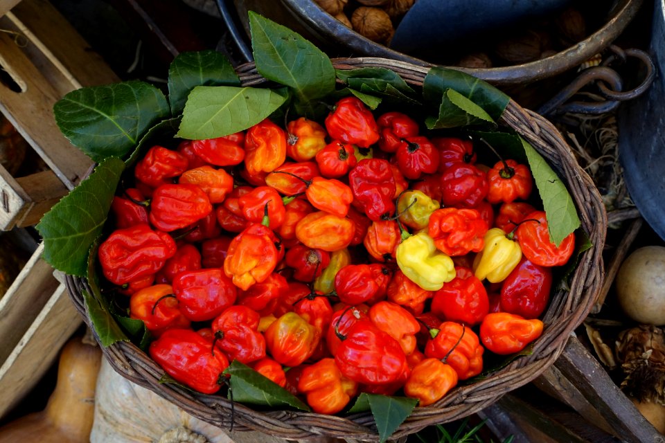 Peppers - Campo de' Fiori - Rome, Italy - DSC01647