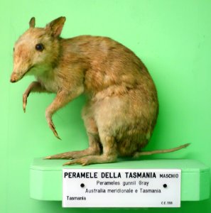 Perameles gunnii (male) - Museo Civico di Storia Naturale Giacomo Doria - Genoa, Italy - DSC02985