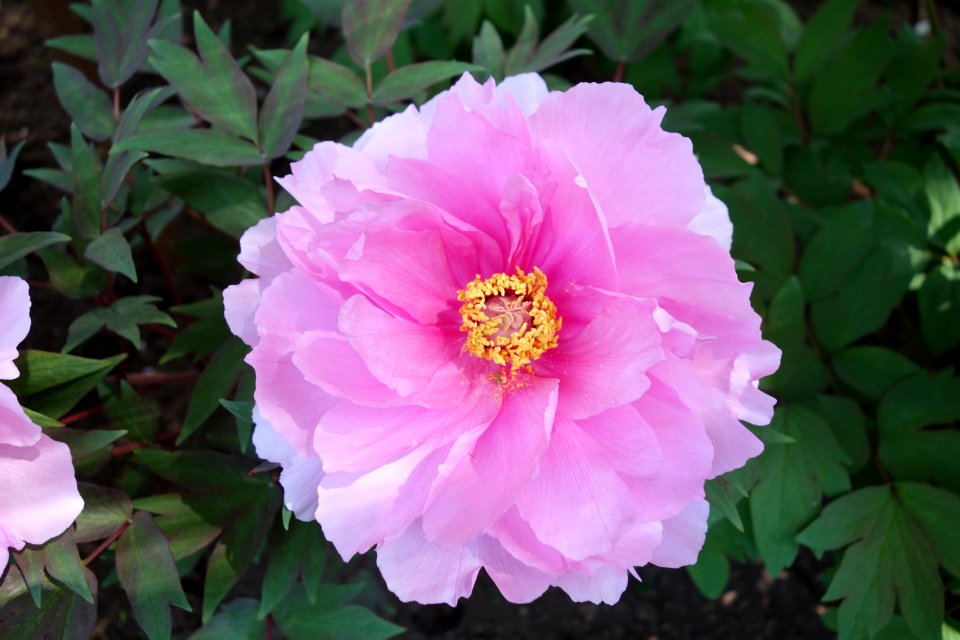 Peony - Ueno Tōshō-gū Peony Garden - DSC01934