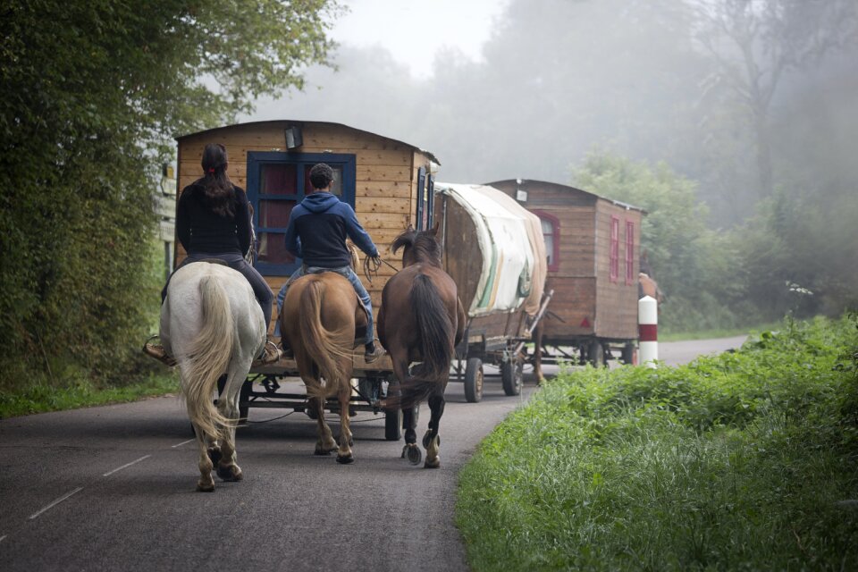 Travel bohemia horses