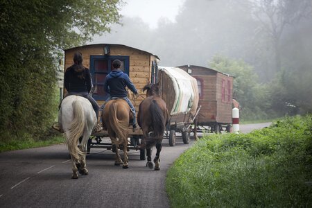 Travel bohemia horses