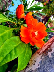 Pereskia aculeata orange flowers 2