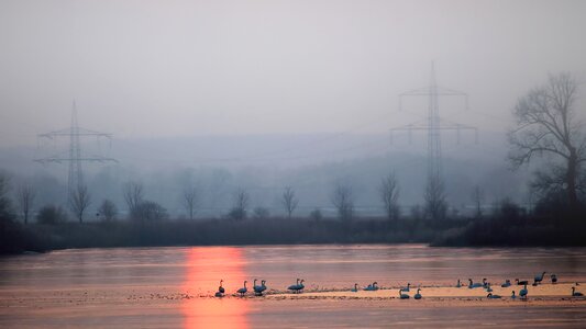 Sunrise birds winter cold