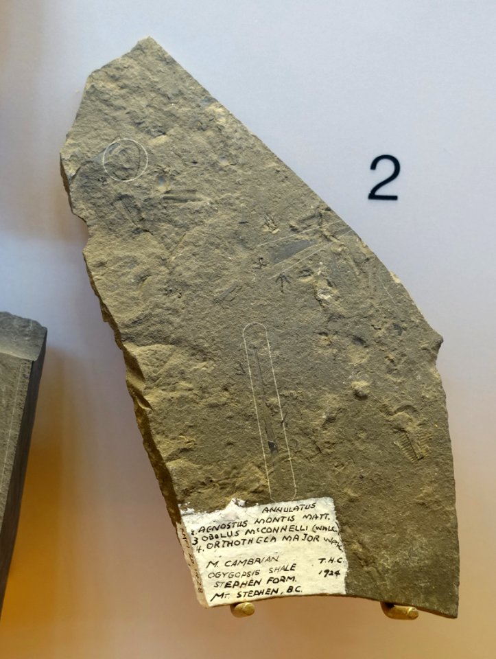 Peronopsis montis (Agnostus montis), Obolus mcconnelli, Cambrorhytium major (Orthotheca major), Ogygopsis Shale, found by T. H. Clark, 1924 - Redpath Museum - McGill University - Montreal, Canada - DSC07926