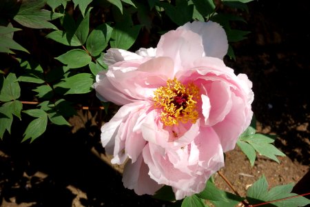 Peony - Ueno Tōshō-gū Peony Garden - DSC01911