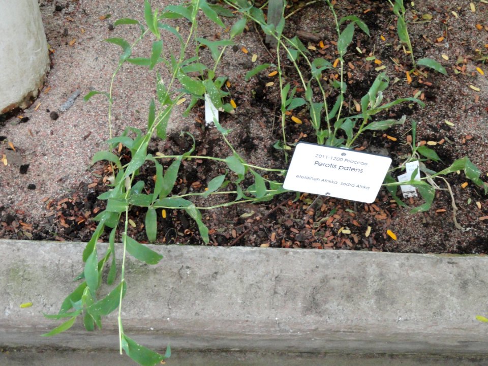 Perotis patens - Botanical Garden in Kaisaniemi, Helsinki - DSC03684