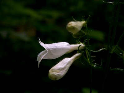 Penstemon digitalis, Schenley Park, 2014-06-09