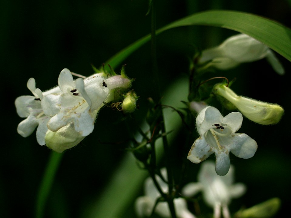 Penstemon digitalis, 2020-06-21, Kane Woods, 01