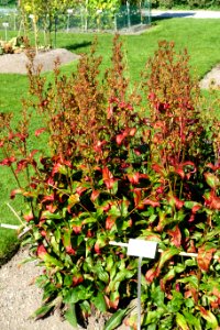 Penstemon hartwegii - Bergianska trädgården - Stockholm, Sweden - DSC00227