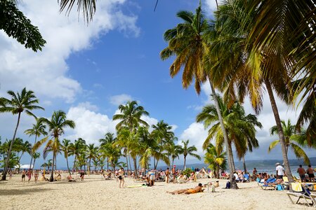 Caribbean bacardi island palm trees photo