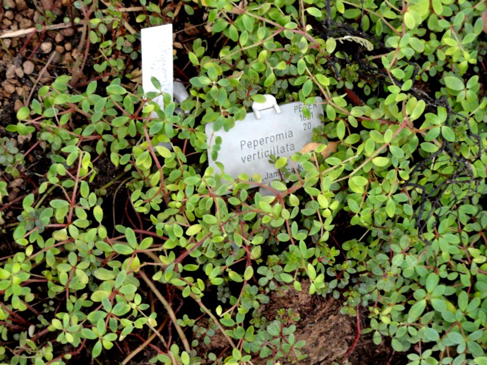 Peperomia verticillata - Copenhagen Botanical Garden - DSC07390