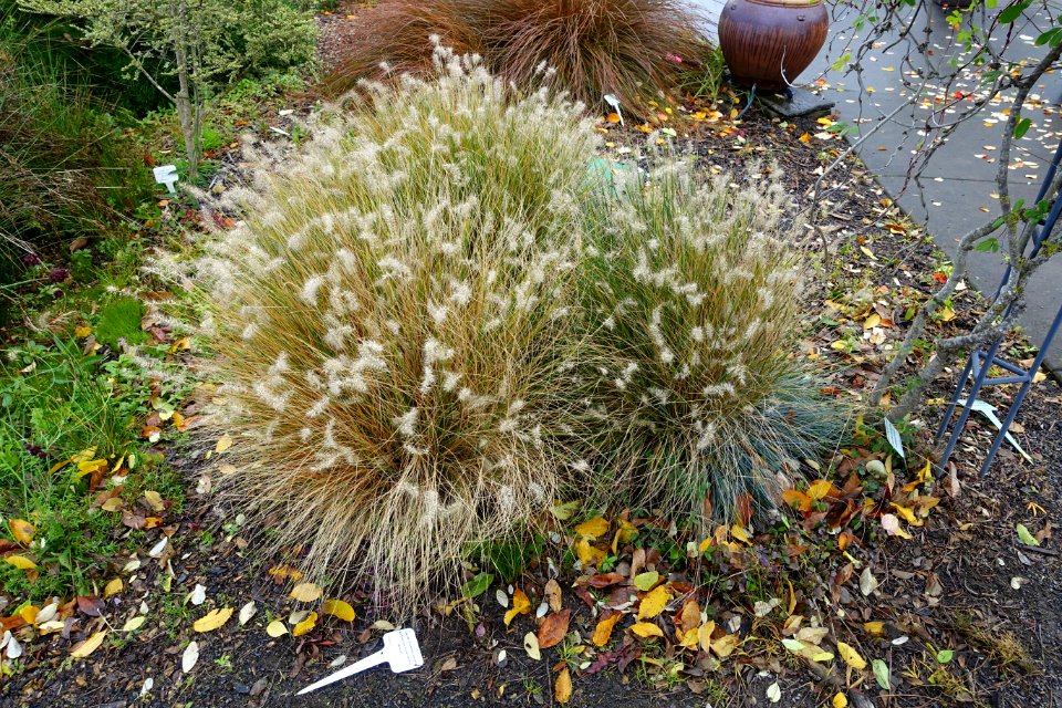 Pennisetum alopecuroides 'Hameln' - Oregon Garden - Silverton, Oregon - DSC00155