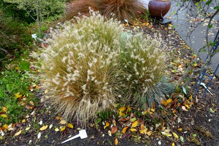 Pennisetum alopecuroides 'Hameln' - Oregon Garden - Silverton, Oregon - DSC00155