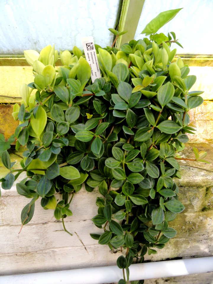 Peperomia dahlstedtii - Lyman Plant House, Smith College - DSC04213