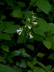 Penstemon-digitalis-2014-06-09-Schenley-Park-01