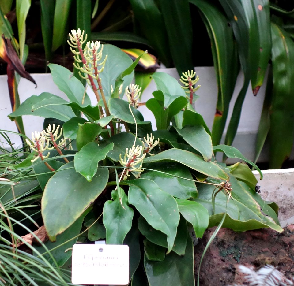 Peperomia pernambucensis - Botanischer Garten, Dresden, Germany - DSC08793