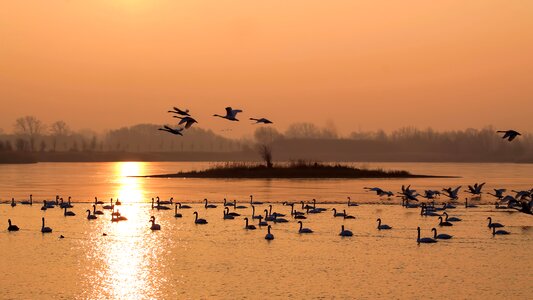 Sunrise birds swans photo