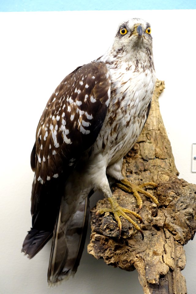Pernis apivorus - Museum fur Naturkunde, Berlin - DSC00179