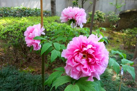 Peonies - Ueno Tōshō-gū Peony Garden - DSC01885