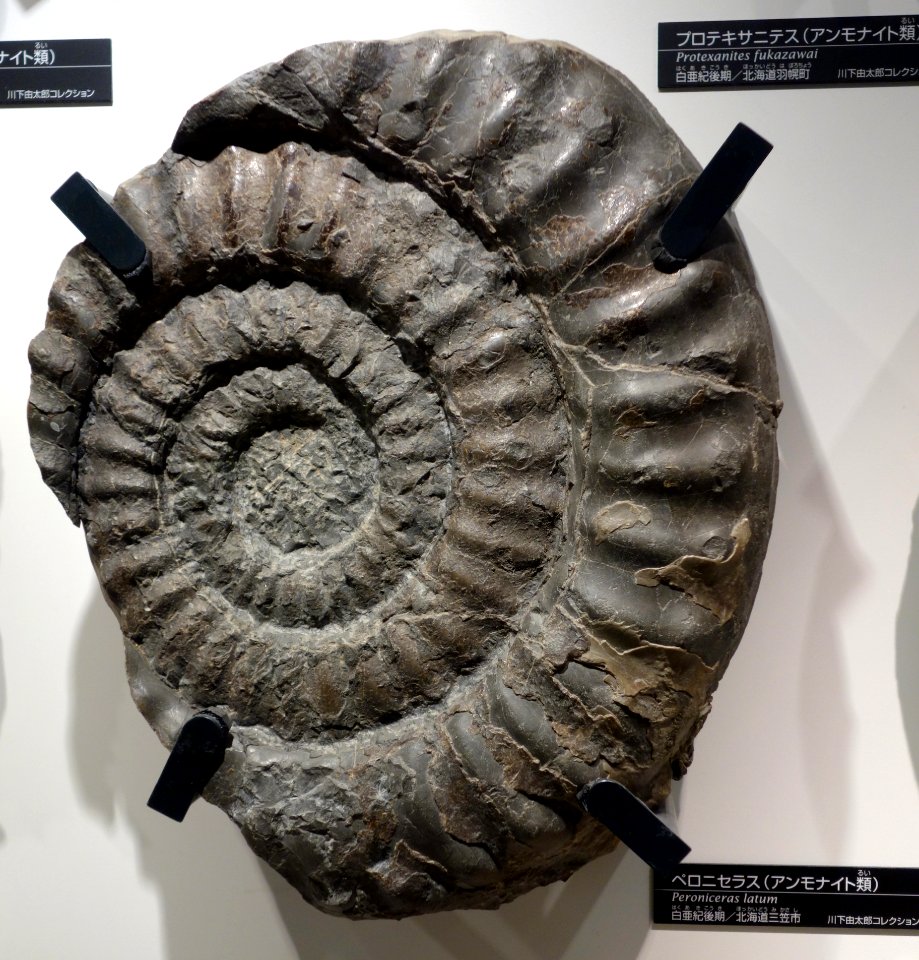 Peroniceras latum - National Museum of Nature and Science, Tokyo - DSC06961