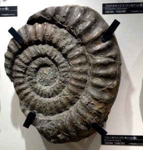 Peroniceras latum - National Museum of Nature and Science, Tokyo - DSC06961