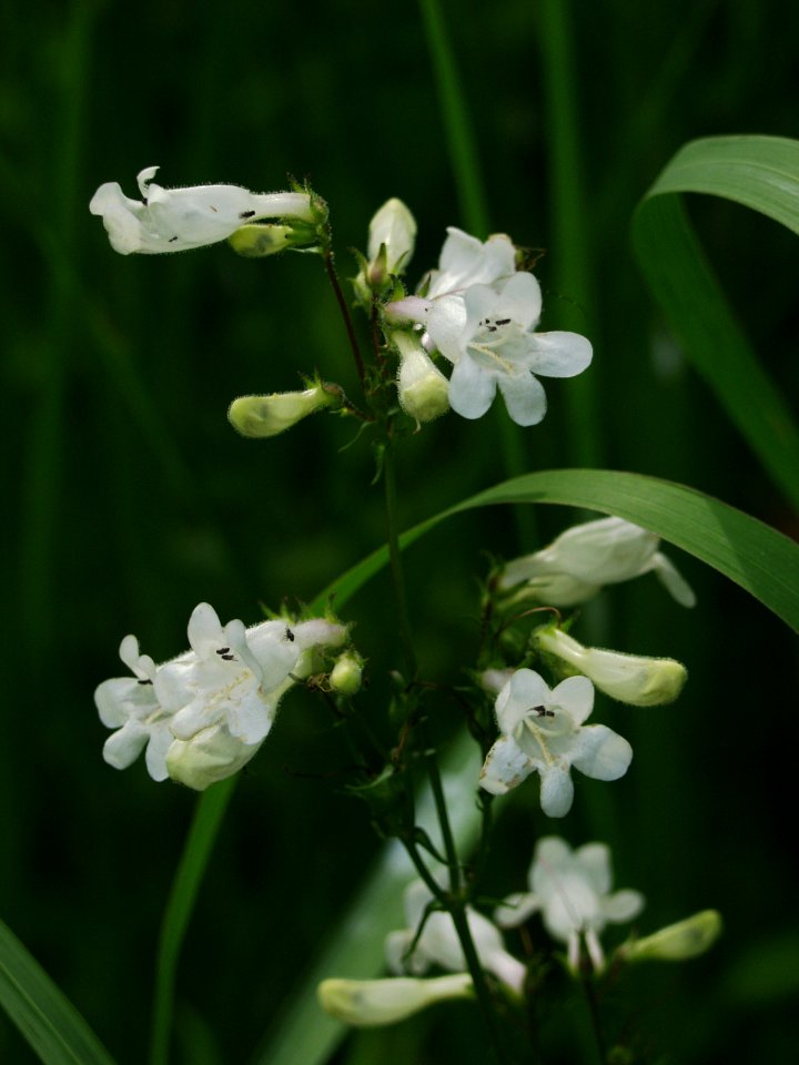 Penstemon digitalis, 2020-06-21, Kane Woods, 02
