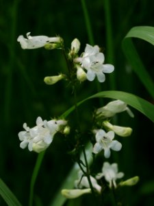 Penstemon digitalis, 2020-06-21, Kane Woods, 02