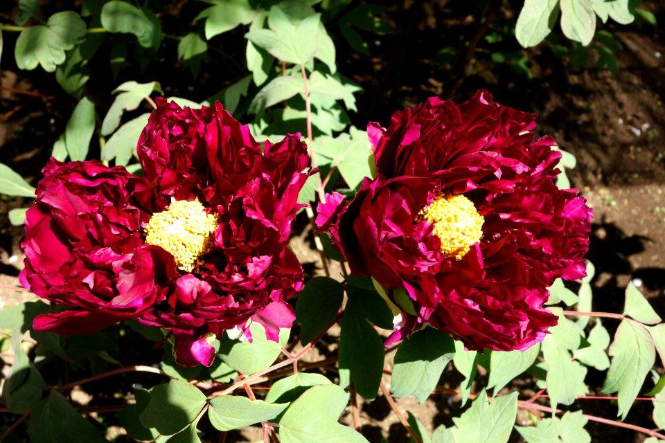 Peonies - Ueno Tōshō-gū Peony Garden - DSC01928
