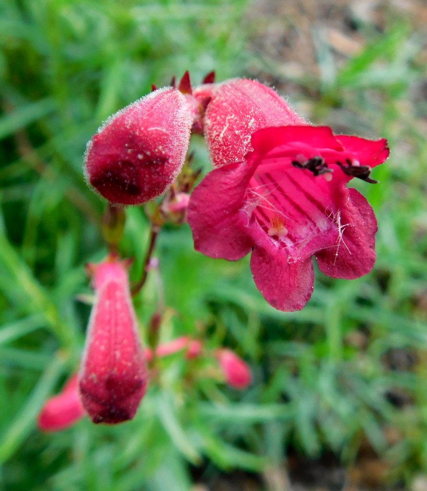 Penstemon gentianoides