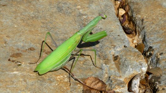 Nature bug green