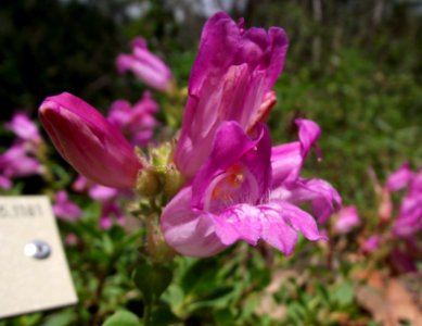 Penstemon newberryi berryi