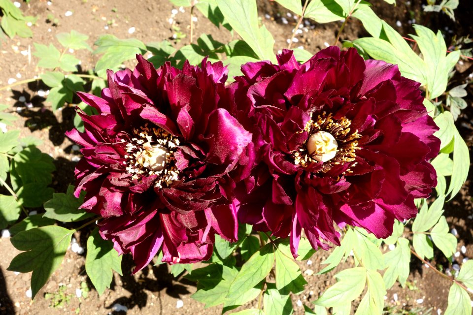 Peonies - Ueno Tōshō-gū Peony Garden - DSC01925