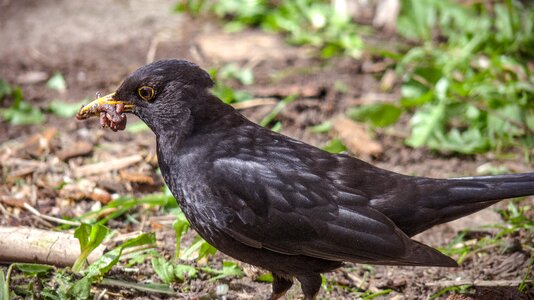 Black songbird nature photo