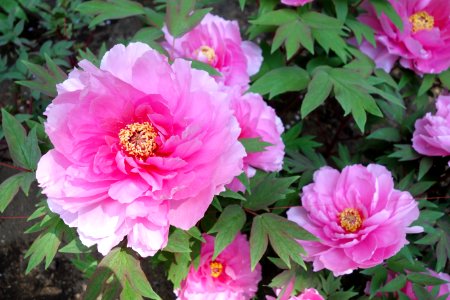 Peonies - Ueno Tōshō-gū Peony Garden - DSC01900