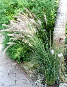 Pennisetum setaceum - Bergianska trädgården - Stockholm, Sweden - DSC00386
