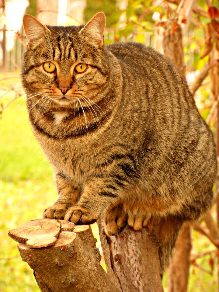 Summer spring kitten