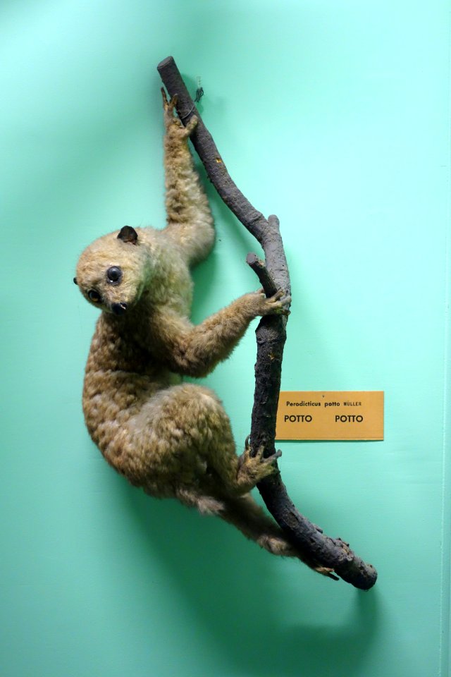 Perodicticus potto - Royal Museum for Central Africa - DSC06777