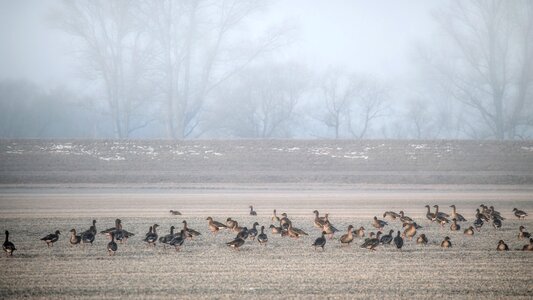 Wild geese morgenstimmung winter photo