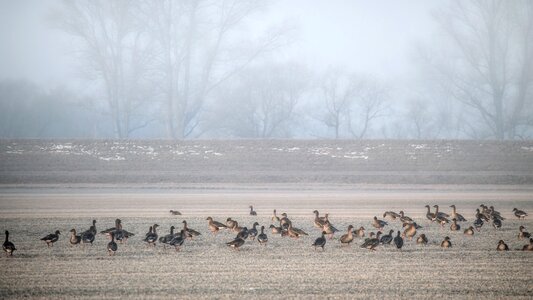 Wild geese morgenstimmung winter