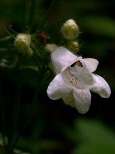 Penstemon-digitalis-2014-06-09-Schenley-Park-03