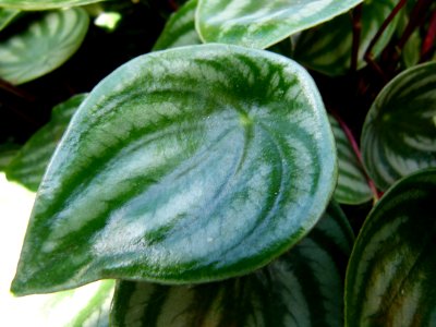 Peperomia