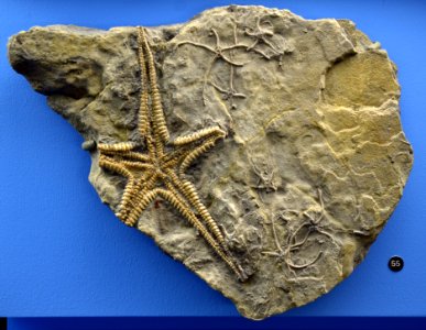 Pentasteria longispina Naturhistorisches Museum Basel 27102013 3
