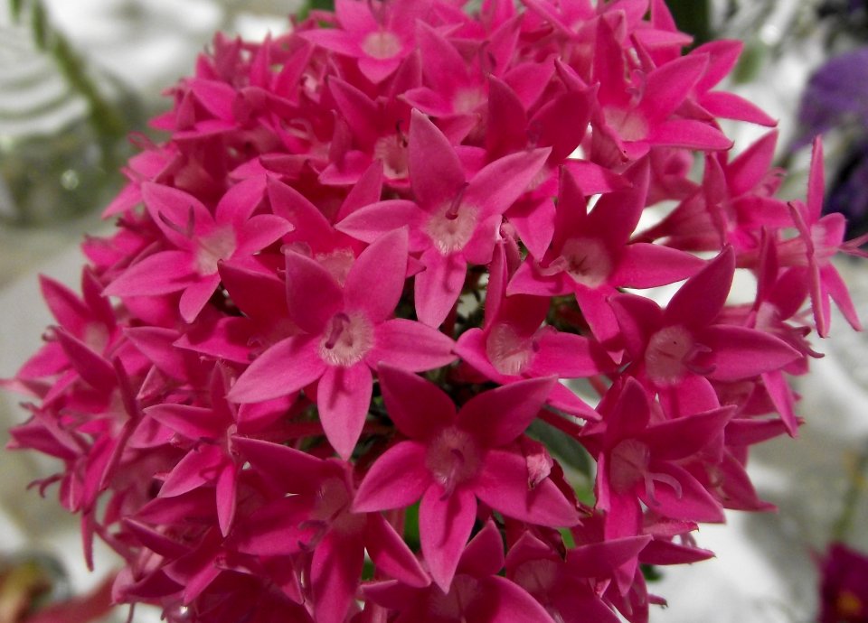 Pentas 'starla pink'