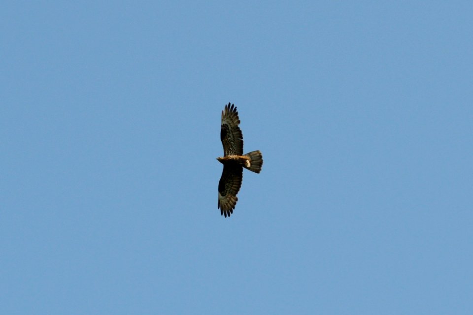 Pernis apivorus