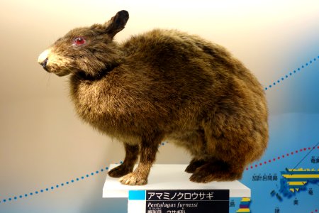 Pentalagus furnessi - National Museum of Nature and Science, Tokyo - DSC07077