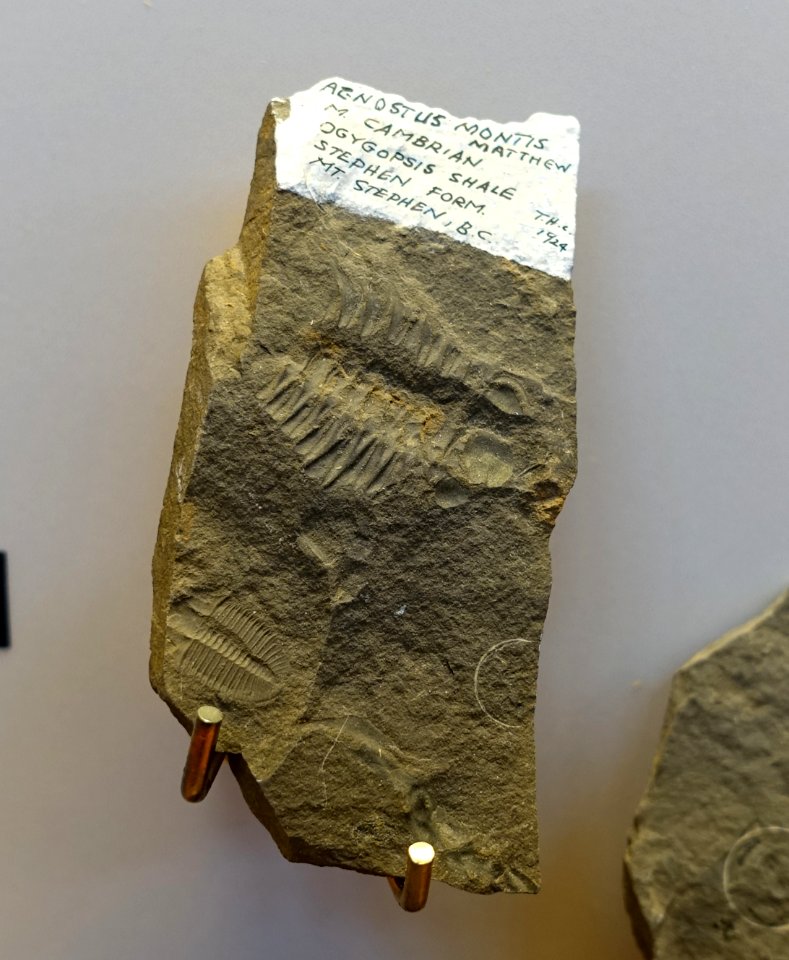 Peronopsis montis (Agnostus montis), Ogygopsis Shale, found by T. H. Clark, 1924 - Redpath Museum - McGill University - Montreal, Canada - DSC07923