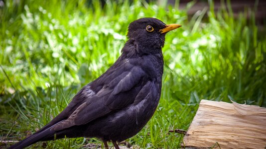 Black songbird nature photo